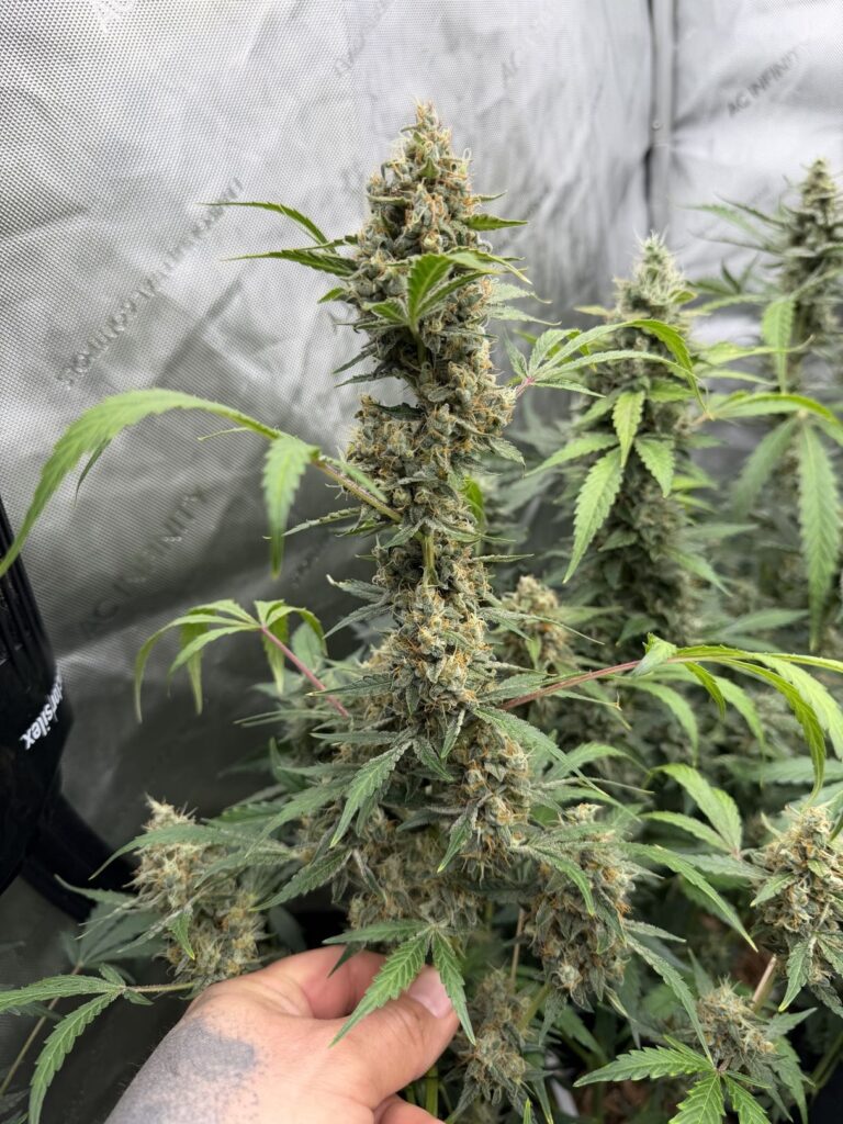 10 Questions With Phocas Seeds
