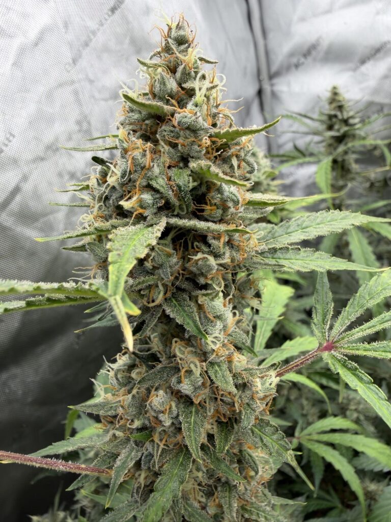 An Interview With Phocas Seeds