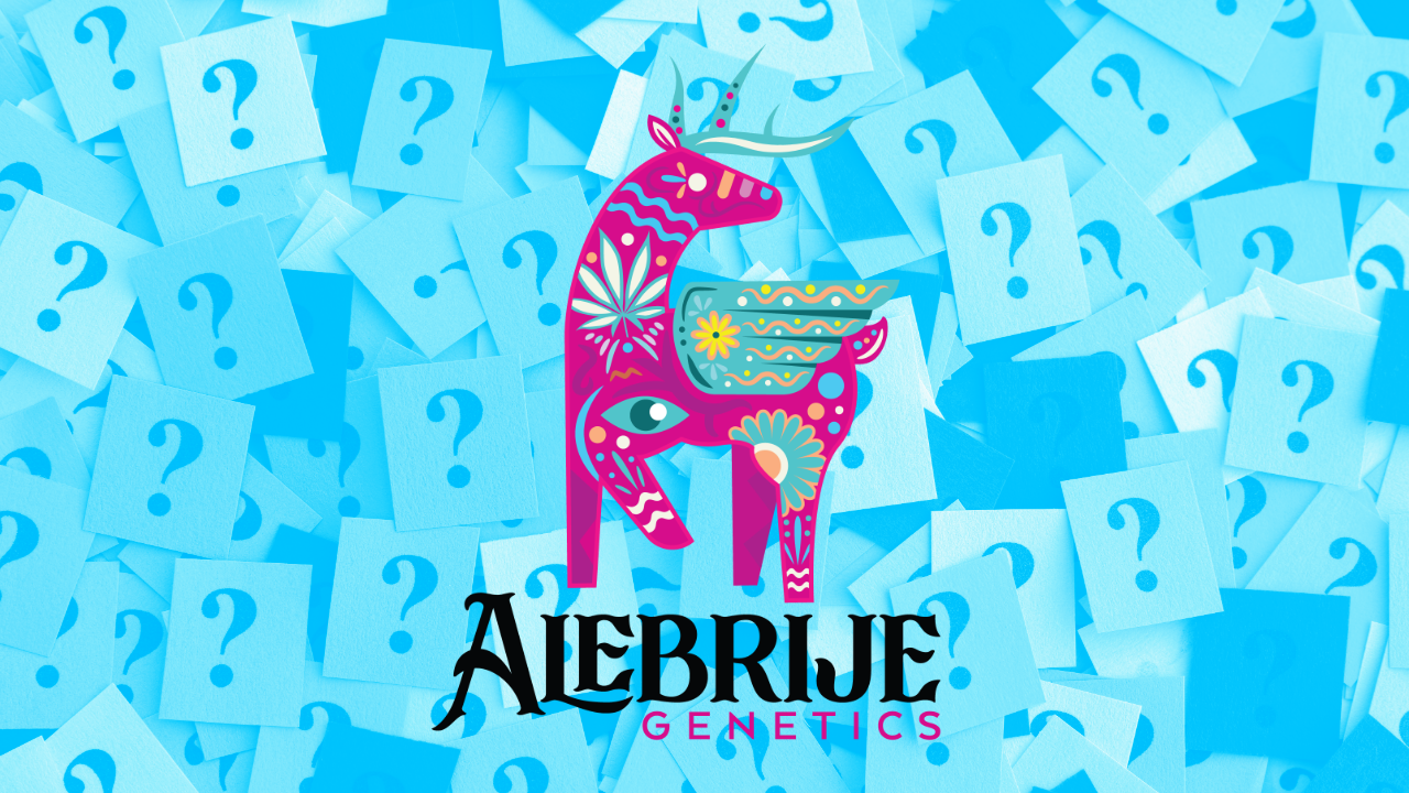 Alebrije Genetics Interview