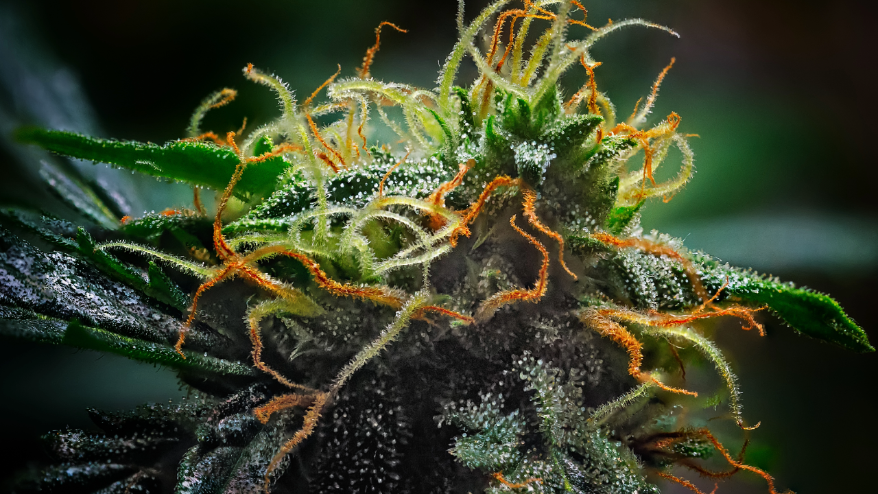 How To Grow Autoflower Cannabis
