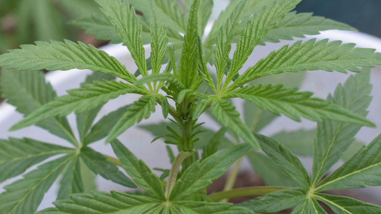 Before Growing Cannabis