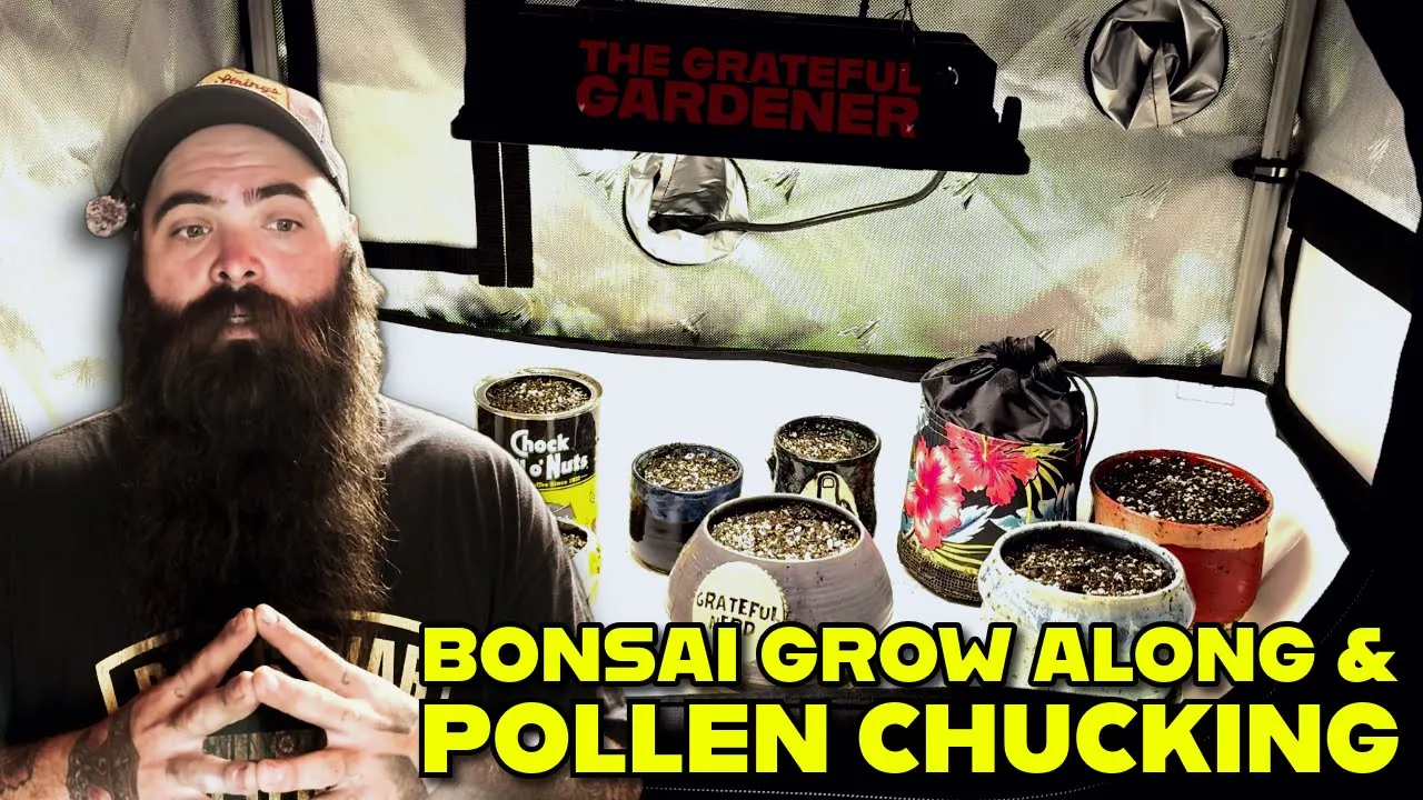 Cannabonsai Grow And Breeding